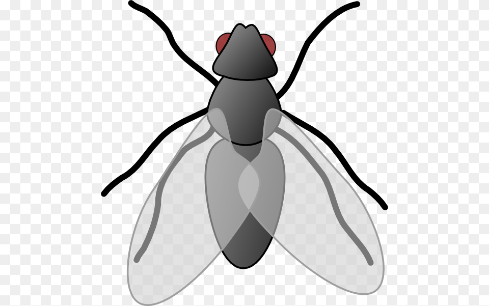 Explain Clipart, Animal, Fly, Insect, Invertebrate Free Transparent Png
