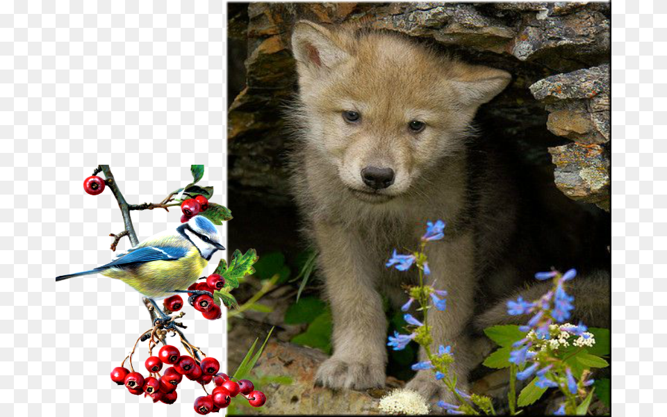 Explore Big Bad Wolf Wolf Puppies And More Wolf Cubs Playing, Animal, Bird, Bear, Wildlife Png Image