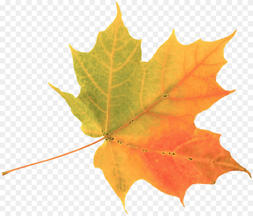 Explore Colors Of Summer Simple Autumn Leaf, Plant, Tree, Maple Leaf, Maple Free Png