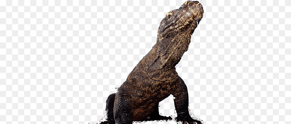Explore Flores Komodo Dragon Without Background, Animal, Lizard, Reptile, Iguana Free Transparent Png