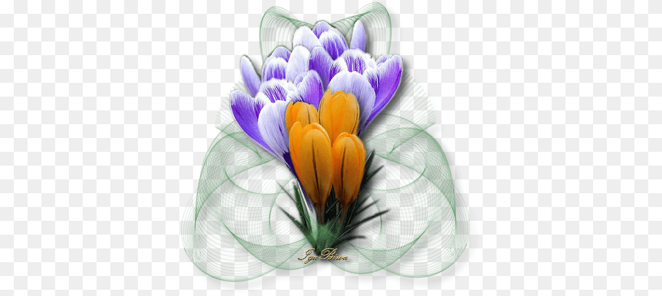 Explore La Web And More Saffron Crocus, Flower, Plant, Pattern, Flower Arrangement Free Transparent Png