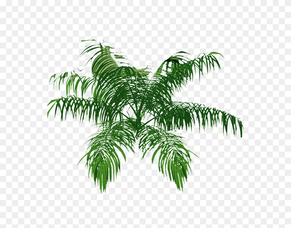 Explore Tree Plan Palm And More Palm Tree Top View, Fern, Plant, Leaf, Palm Tree Png Image