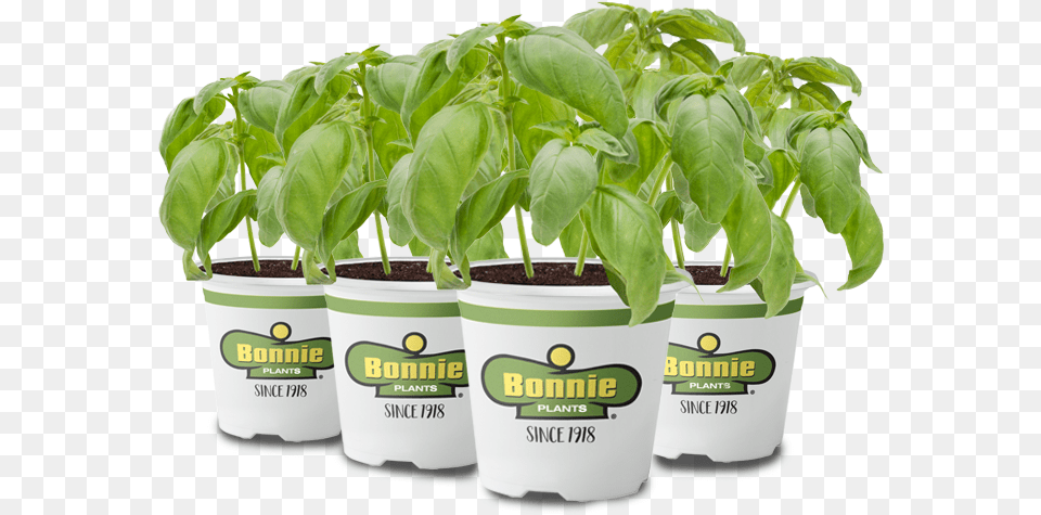 Explore What You Can Grow With The Miracle Gro Twelve Scott39s Planting Bonnie, Herbal, Herbs, Leaf, Plant Png