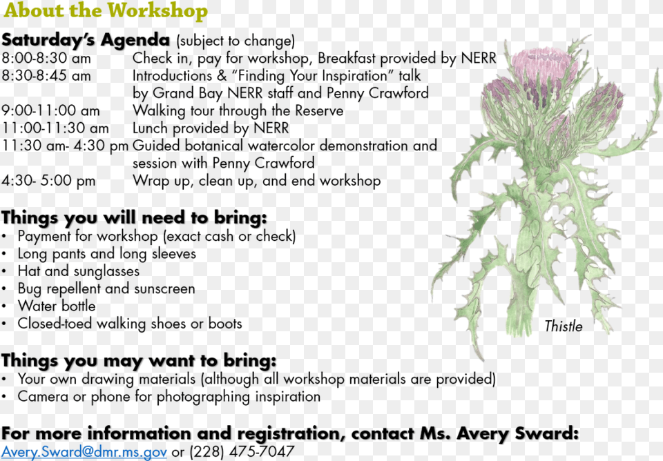 Exploring Botanical Watercolor Art Document, Flower, Plant, Thistle Free Transparent Png