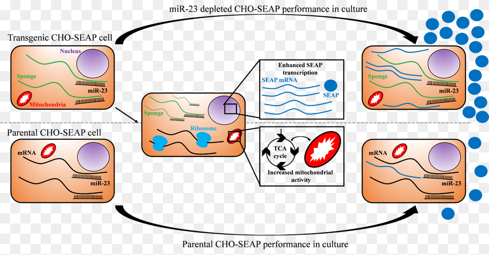 Exploring The Unknown Sequencing The Cho Mitochondrial Genomic, Sphere, Text Png