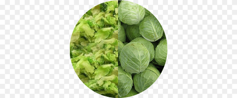 Export Cabbage, Food, Leafy Green Vegetable, Plant, Produce Free Transparent Png