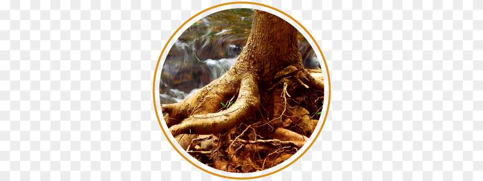 Exposed Tree Roots Read The Word By Matthew Tague Paperback, Plant, Root, Animal, Reptile Free Transparent Png