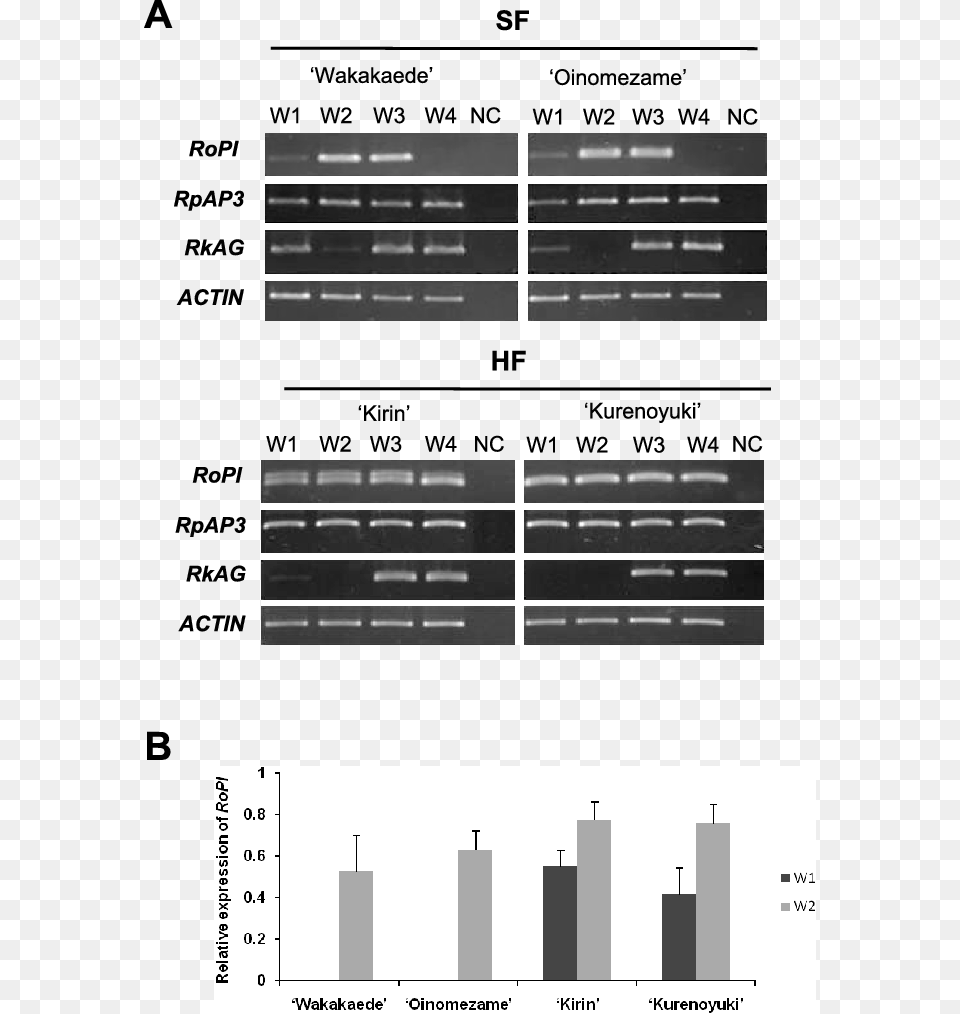 Expression Analysis Of Homeotic Mads Box Genes In Single Architecture, Chart, Plot, Text Free Transparent Png