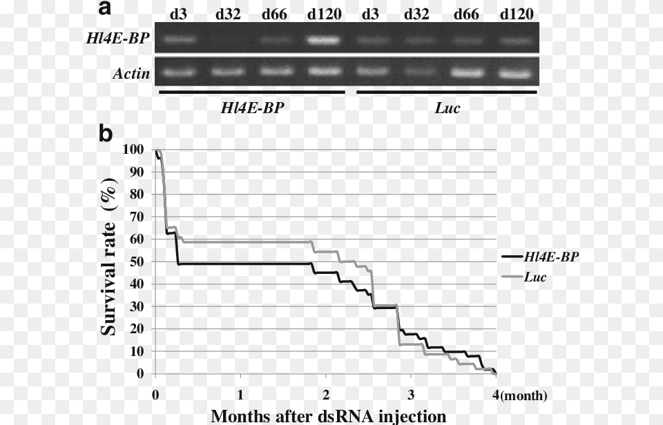 Expression Profiles Of Hl4e Bp In Ticks After Dsrna Gene Silencing, Computer Hardware, Electronics, Hardware, Monitor Png Image