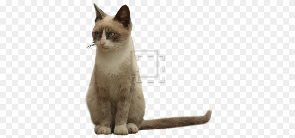 Expressive Cat Eyes, Animal, Mammal, Pet, Siamese Free Png Download
