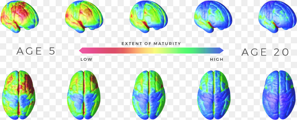 Extent Of Maturity Maturity Stages Of Brain, Accessories, Gemstone, Jewelry, Outdoors Free Transparent Png