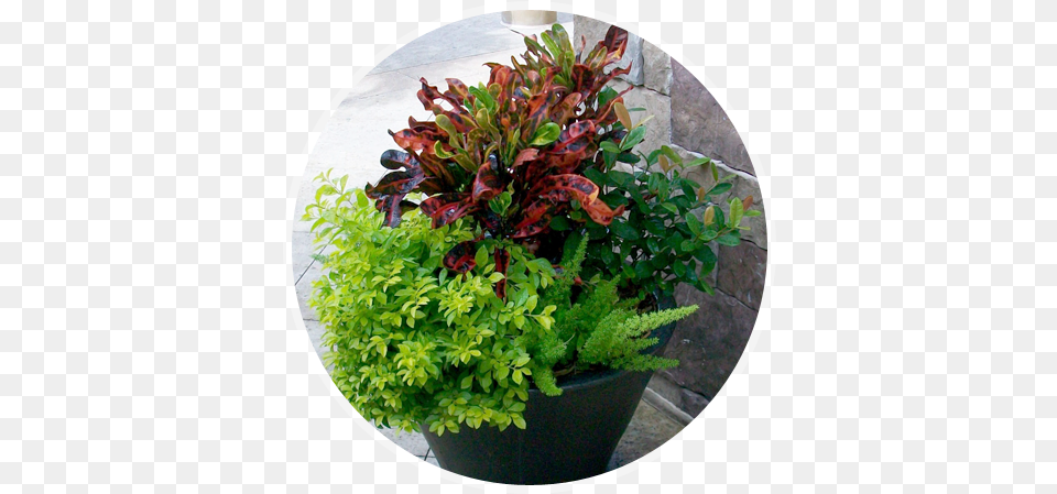 Exterior Plant Color Bowls Florida, Jar, Leaf, Planter, Potted Plant Free Png
