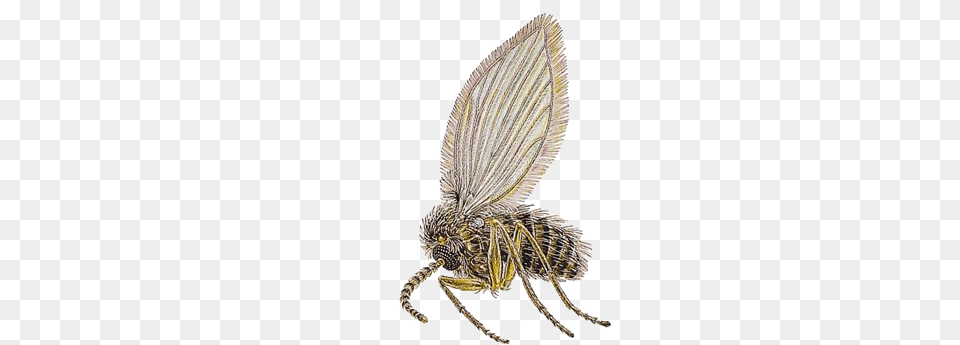 Exterminators Drain Fly Pest Control Fruit Flies, Animal Png