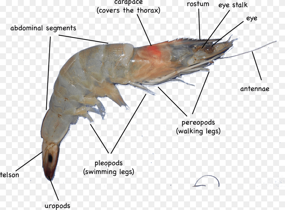 External Anatomy Of Shrimp, Animal, Food, Invertebrate, Sea Life Png Image