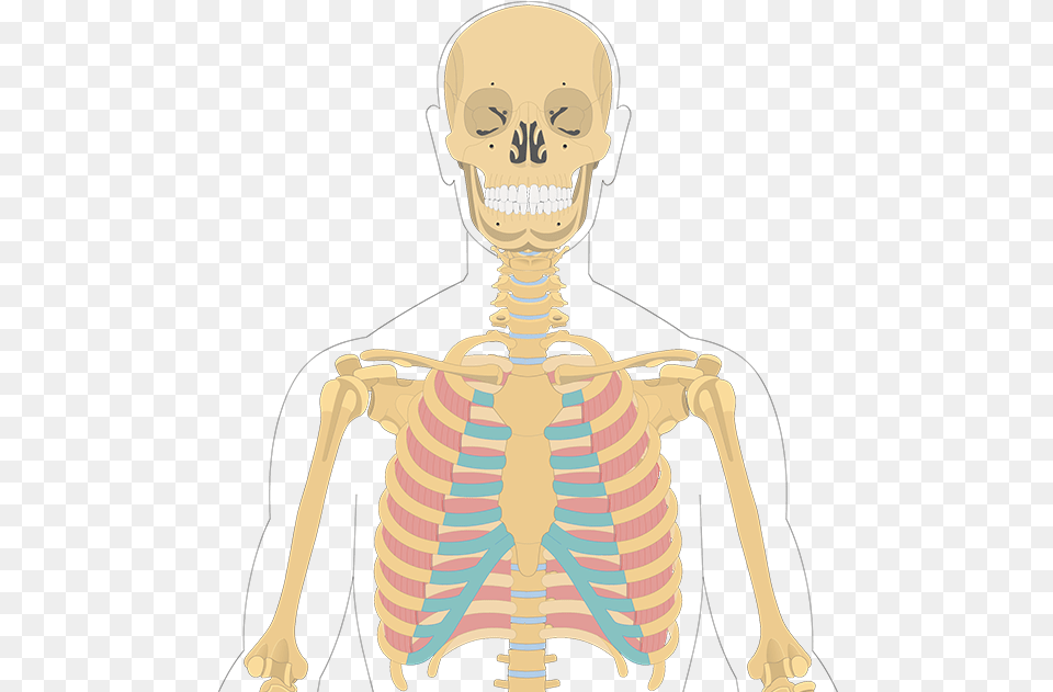 External Intercostal Muscles Illustration, Baby, Person, Skeleton, Face Free Png Download