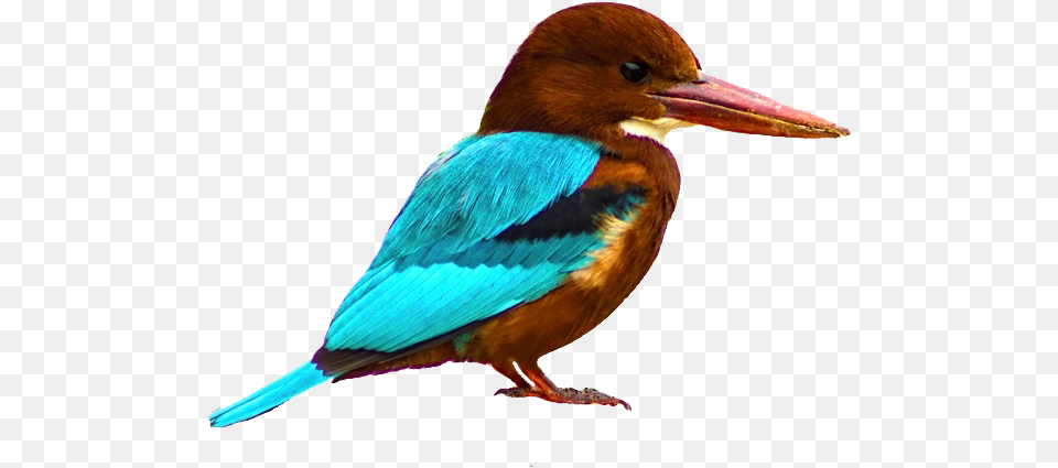 External Links Kingfisher Bird, Animal, Beak, Jay, Bee Eater Png