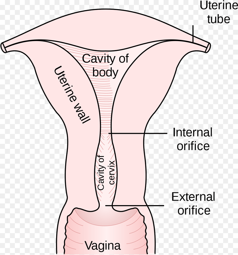 External Os Of The Uterus, Chart, Plot, Body Part, Face Png Image