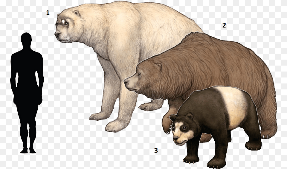 Extinct Clipart Ice Age Animal Short Faced Bear Cave Bear, Mammal, Wildlife, Adult, Male Png