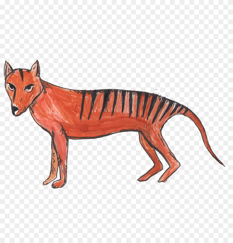Extinct Tasmanian Tiger Thylacine, Animal, Horse, Mammal Png