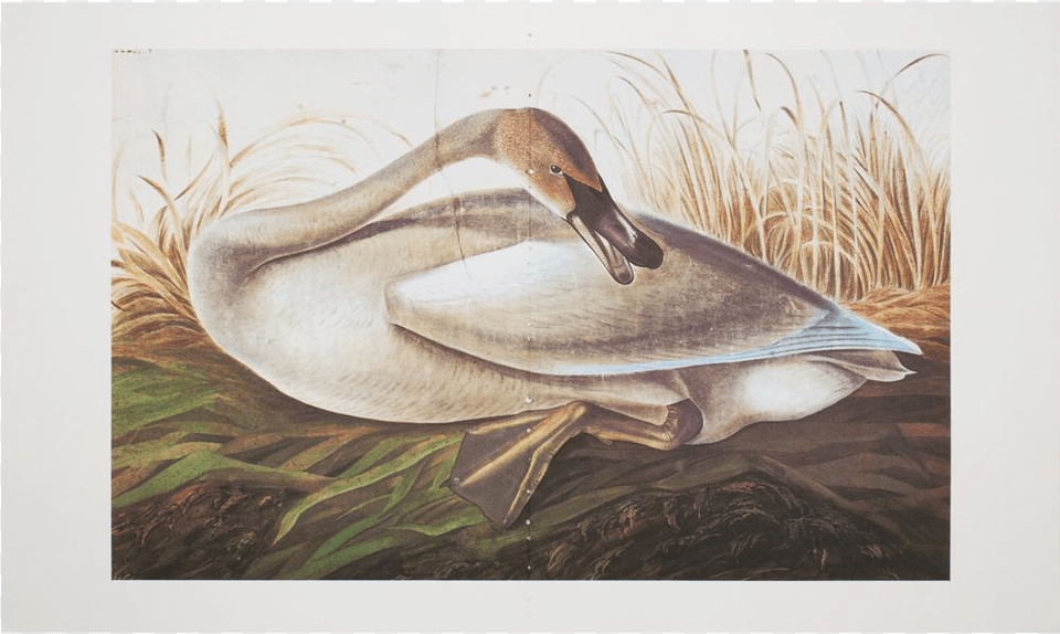 Extra Large Audubon Lithograph Of Swan Poster Trumpeter Swan, Art, Painting, Animal, Dinosaur Free Transparent Png