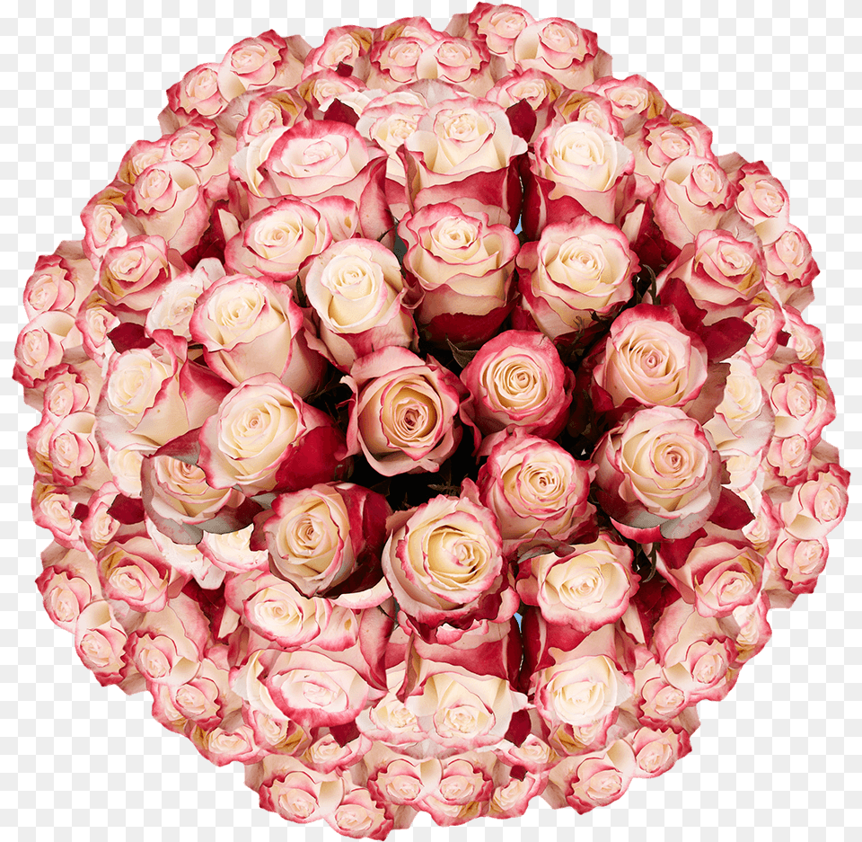 Extra Long Stem Premium White Roses With Red Tips White Roses With Red, Rose, Plant, Flower, Flower Arrangement Free Png