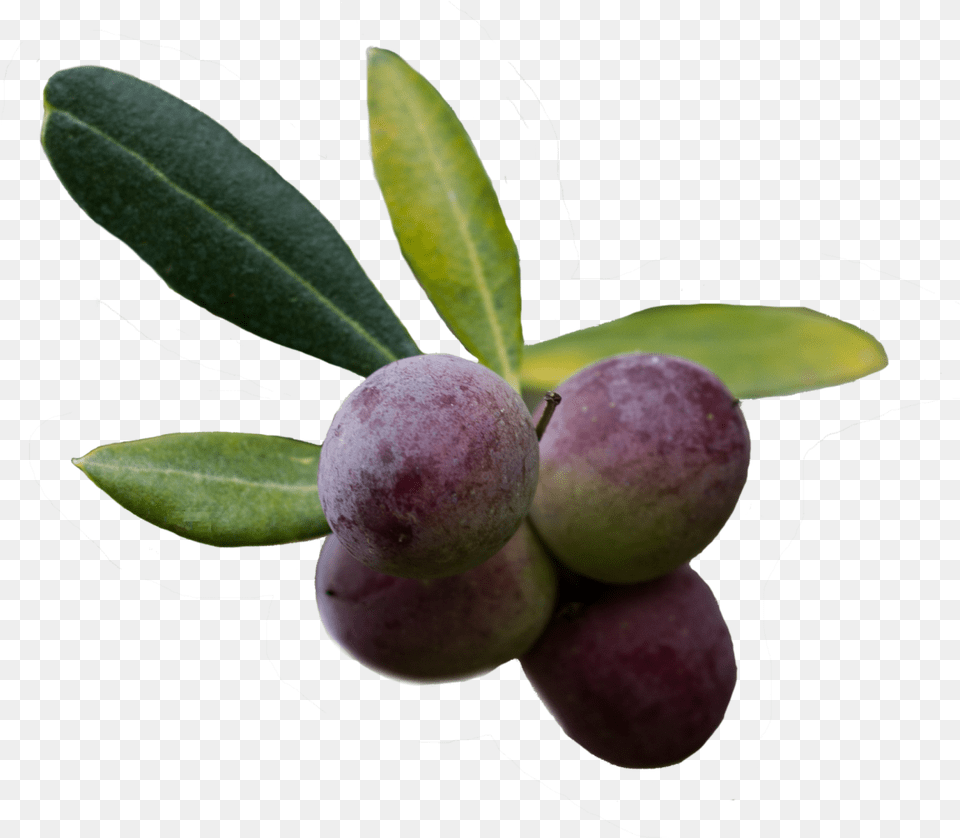 Extra Virgin Olive Oil Contains Anti Inflammatory Substances Purple Olive, Food, Fruit, Plant, Produce Free Png