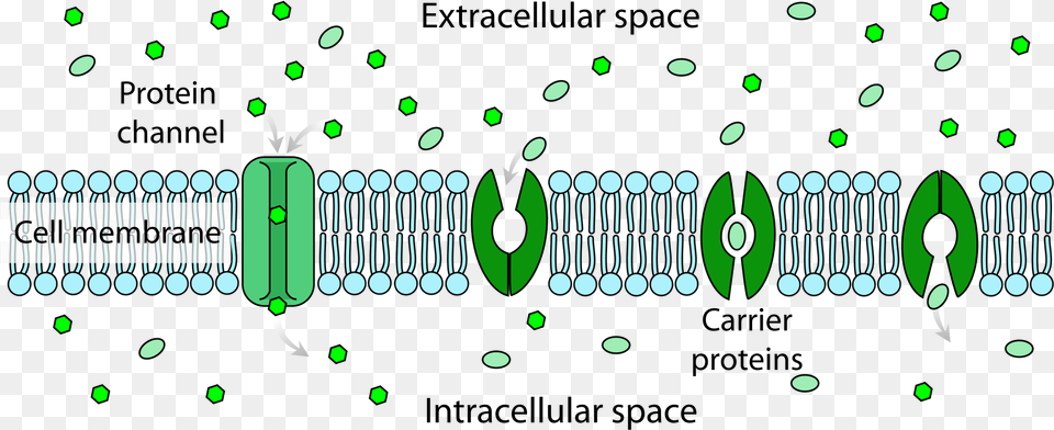 Extracellular Space Vs Intracellular Space, Green, Electronics, Hardware Free Png Download