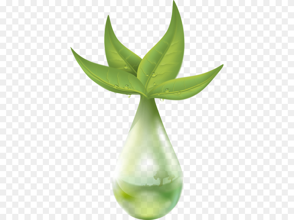 Extraction Of Plant, Green, Leaf, Droplet, Herbal Free Png Download