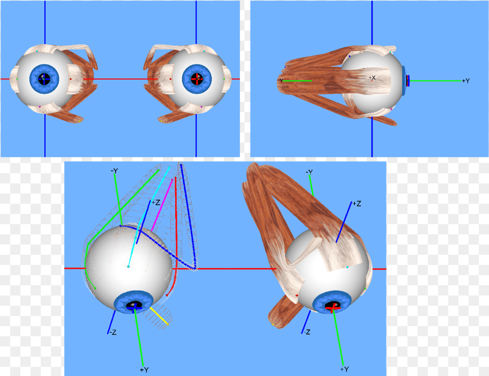 Extraocular Muscles 3d Extraocular Muscle Model, Sphere, Chart, Plot Png