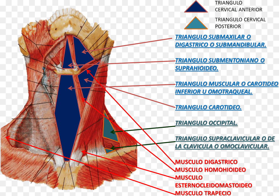 Extrinsic Laryngeal Muscles View, Body Part, Face, Head, Neck Free Transparent Png