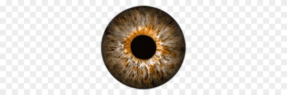 Eye, Hole, Animal, Mammal, Rat Free Png Download