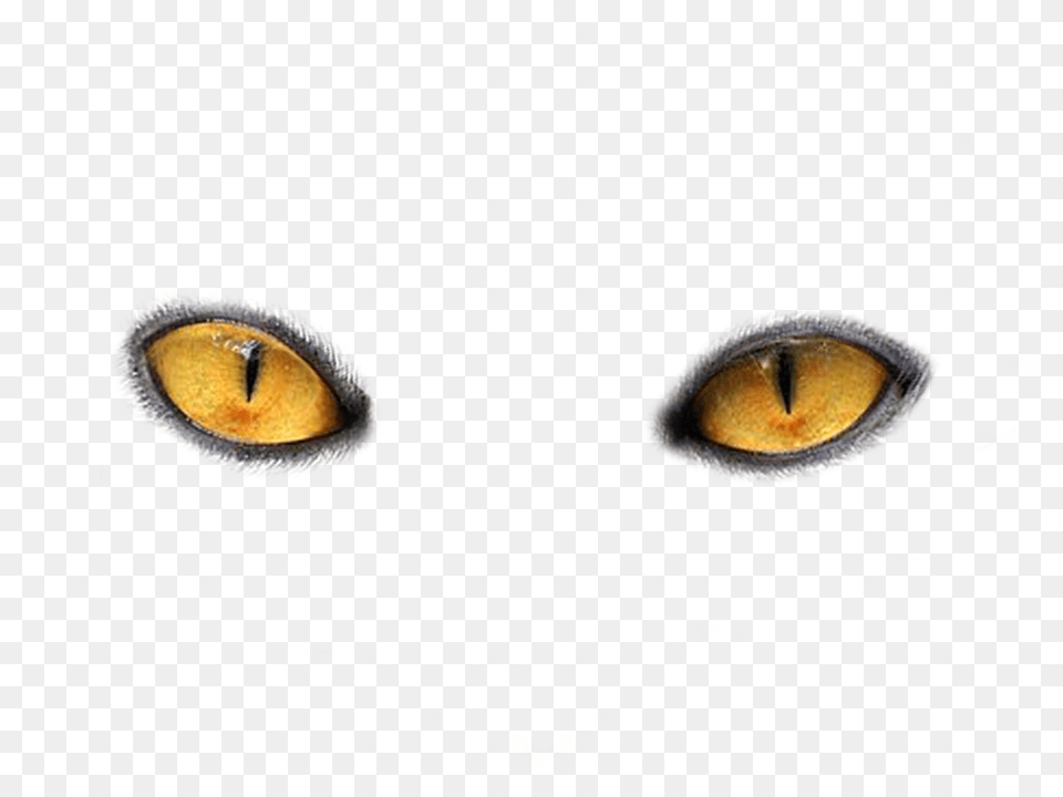 Eye, Animal, Cat, Mammal, Pet Png