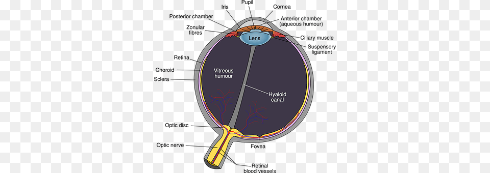 Eye Racket, Disk Free Transparent Png