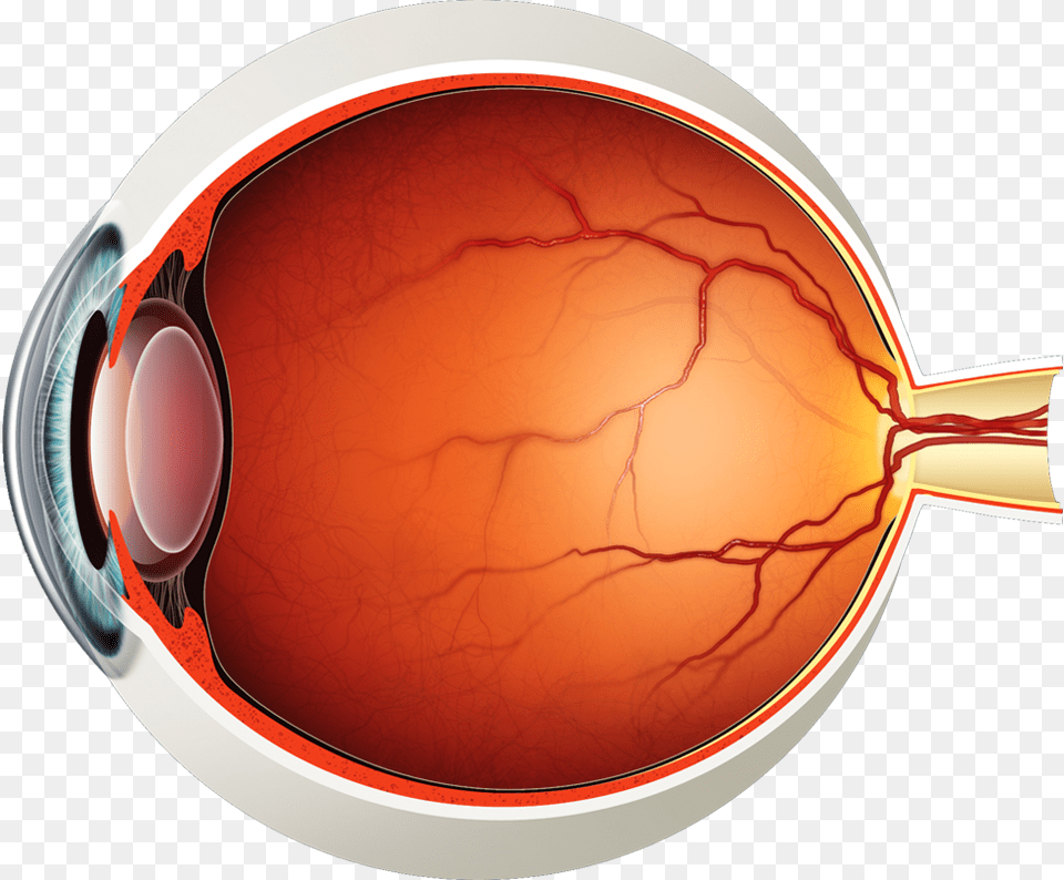 Eye Anatomy, Glass, Person, Cutlery, Beverage Free Png