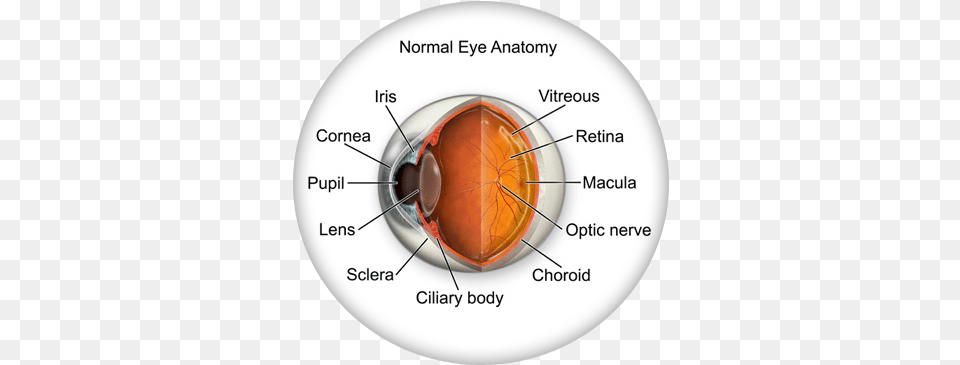 Eye Anatomy Cataracts Of The Eye, Cup, Disk Png Image