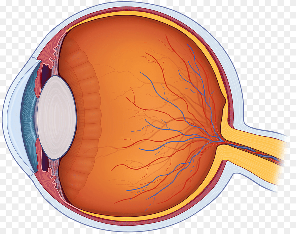 Eye Anatomy Clipart, Racket, Ct Scan, Plate Free Transparent Png