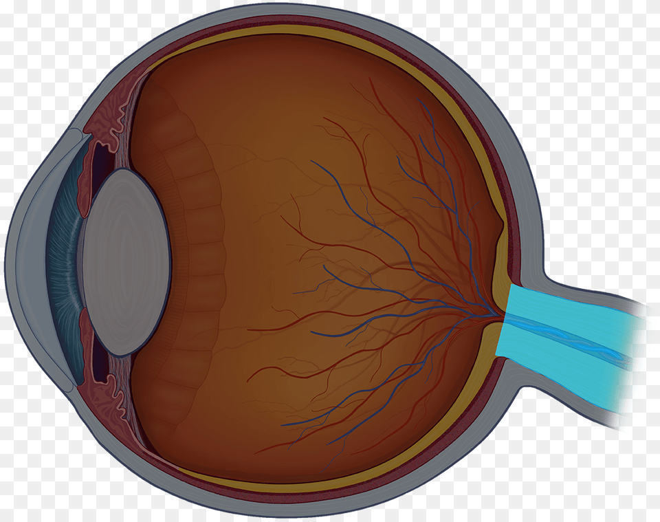 Eye Anatomy Quiz Review Inside Of Eye Unlabeled, Ct Scan, Racket, Plate, Cup Png