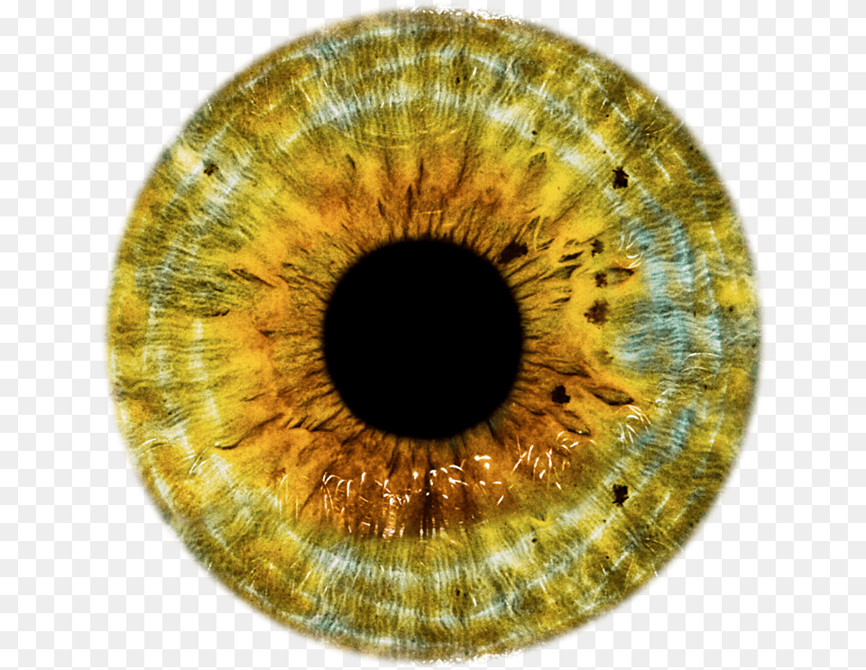 Eye Ball Gray Eye Lens, Accessories, Animal, Insect, Invertebrate Png Image