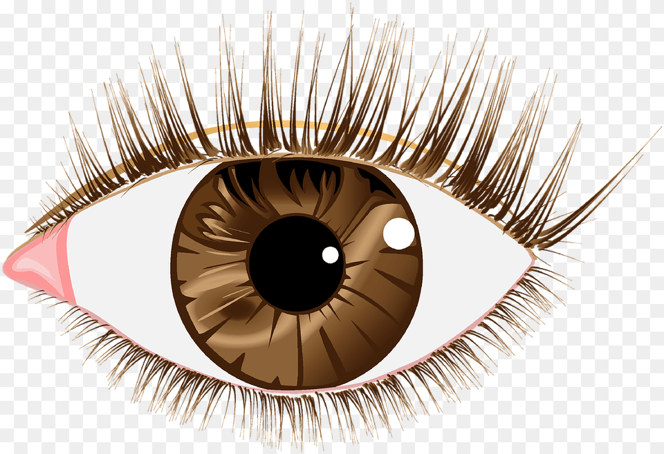 Eye Brown Lashes Picture, Face, Head, Person, Accessories Free Png Download