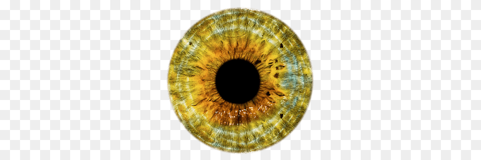 Eye Brown Yellow, Animal, Insect, Invertebrate, Accessories Free Png Download