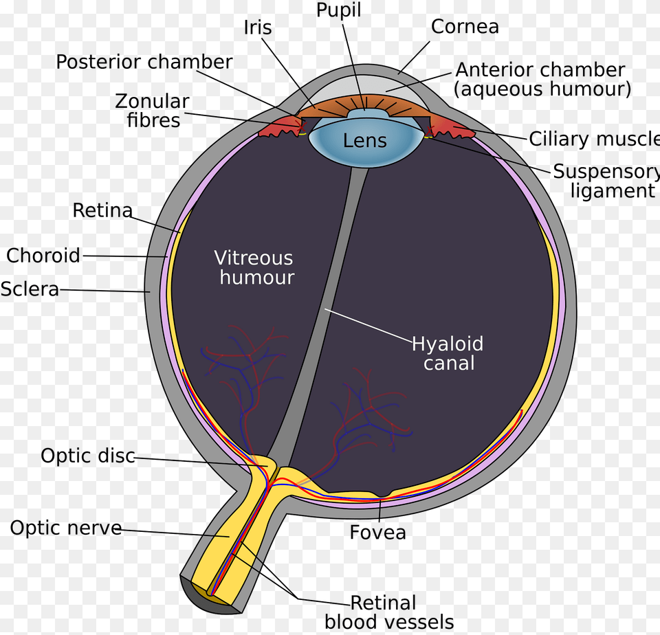 Eye Clipart, Ammunition, Grenade, Weapon Free Png Download