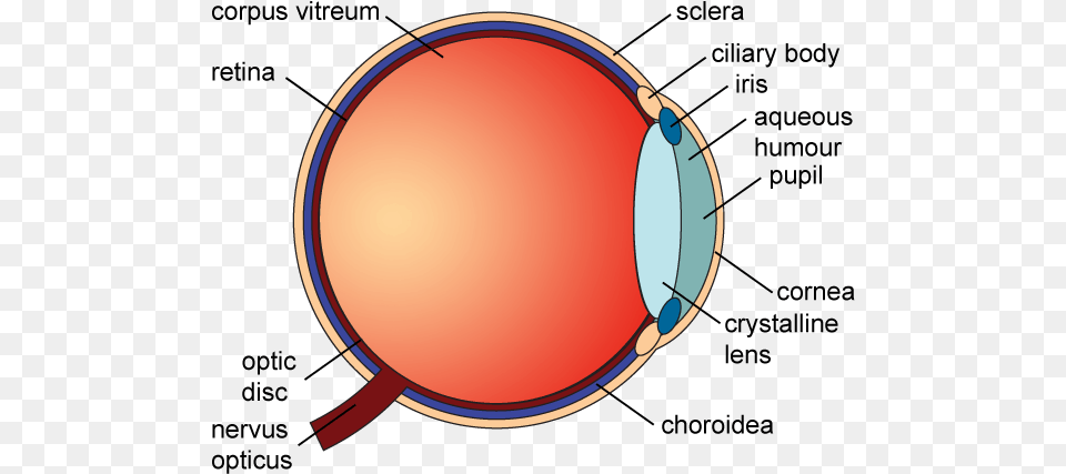 Eye Diagram Health, Sphere Free Transparent Png