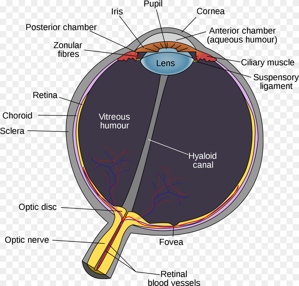 Eye Diagram Optic Disc, Racket Free Transparent Png