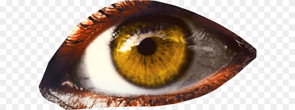 Eye Eyeball Eyesticker Yelloweye Close Up, Accessories, Contact Lens, Face, Head Free Png Download