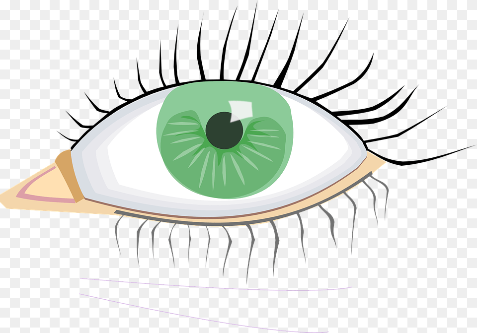 Eye Green Organ Human Body Eye Lashes Black Young External Body Parts Eye, Food, Fruit, Plant, Produce Png Image