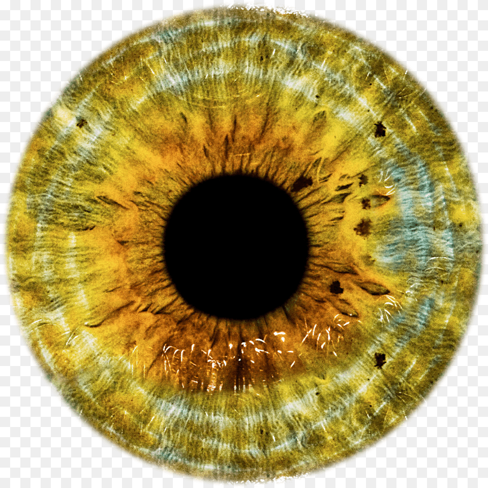 Eye Iris, Accessories, Animal, Insect, Invertebrate Free Transparent Png