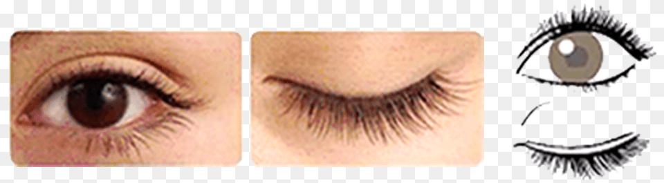Eye Lash Eyelash Extensions, Person, Head, Face, Cosmetics Png Image