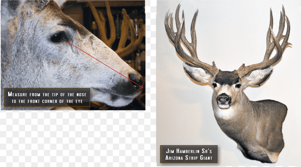 Eye Measure And Mount Mounted Deer Eye, Animal, Antelope, Mammal, Wildlife Free Png