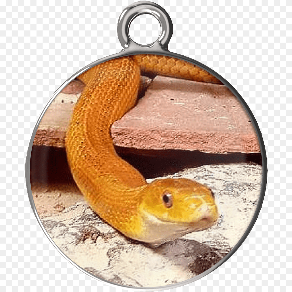 Eye Of The Beholder Charm Bracelet, Animal, Reptile, Snake Png