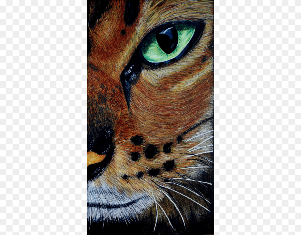 Eye Of The Bengal Colored Pencil Tutorial Tabby Cat, Animal, Mammal, Pet, Wildlife Free Transparent Png